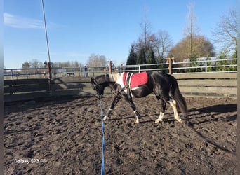 Kuc Lewitzer, Wałach, 2 lat, 146 cm, Srokata