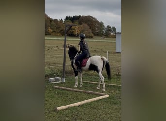 Kuc Lewitzer Mix, Wałach, 3 lat, 136 cm, Srokata
