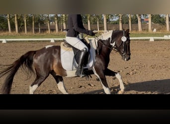 Kuc Lewitzer, Wałach, 3 lat, 143 cm, Srokata