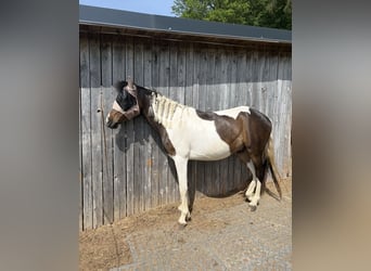 Kuc Lewitzer Mix, Wałach, 3 lat, 145 cm, Srokata