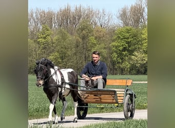 Kuc Lewitzer Mix, Wałach, 4 lat, 120 cm, Srokata