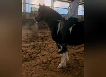 Kuc Lewitzer Mix, Wałach, 5 lat, 144 cm, Srokata