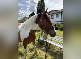 Kuc Lewitzer, Wałach, 6 lat, 150 cm, Srokata