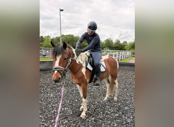 Kuc Lewitzer, Wałach, 7 lat, 142 cm, Srokata