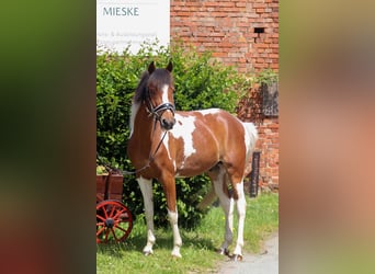 Kuc Lewitzer, Wałach, 7 lat, 142 cm, Srokata