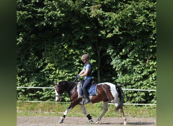 Kuc Lewitzer, Wałach, 7 lat, 145 cm, Srokata