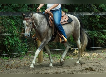 Kuc Lewitzer, Wałach, 7 lat, 151 cm, Srokata