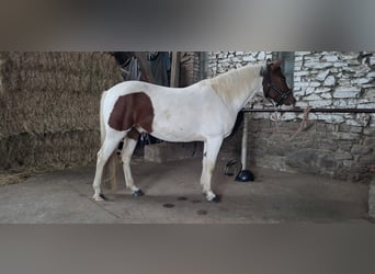 Kuc Lewitzer, Wałach, 8 lat, 143 cm, Srokata