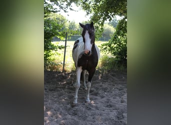 Kuc Lewitzer, Wałach, 8 lat, 145 cm, Srokata