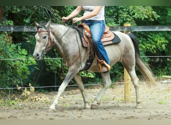 Kuc Lewitzer, Wałach, 8 lat, 151 cm, Srokata