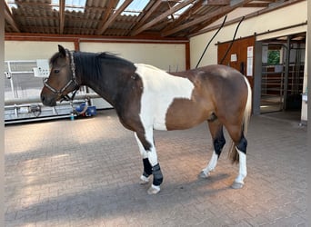 Kuc Lewitzer, Wałach, 9 lat, 149 cm, Srokata