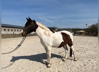 Kuc Lewitzer, Wałach, 9 lat, 153 cm, Srokata