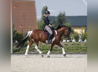 Kuc Lewitzer, Wałach, 10 lat, 145 cm, Srokata