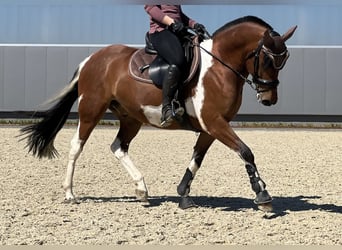 Kuc Lewitzer, Wałach, 10 lat, 145 cm, Srokata