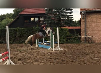 Kuc Lewitzer Mix, Wałach, 12 lat, 140 cm, Srokata