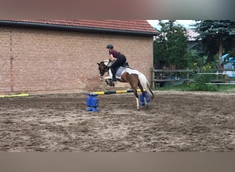 Kuc Lewitzer Mix, Wałach, 12 lat, 140 cm, Srokata