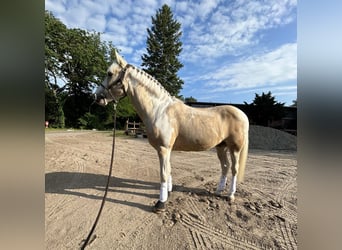 Kuc Lewitzer, Wałach, 14 lat, 144 cm, Izabelowata