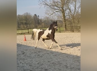 Kuc Lewitzer, Wałach, 2 lat, 150 cm, Tobiano wszelkich maści