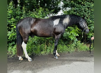 Kuc Lewitzer Mix, Wałach, 4 lat, 140 cm, Srokata