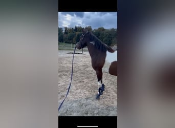 Kuc Lewitzer, Wałach, 4 lat, 150 cm