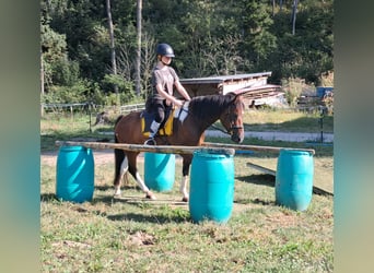 Kuc Lewitzer, Wałach, 5 lat, 140 cm, Srokata