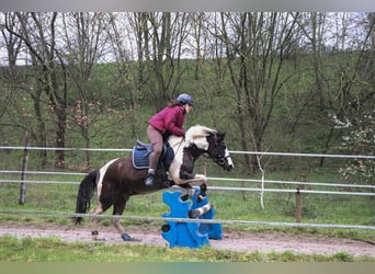 Kuc Lewitzer Mix, Wałach, 7 lat, 135 cm, Srokata