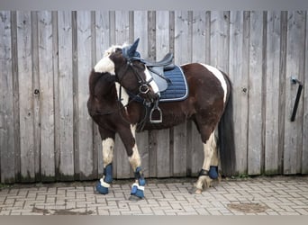 Kuc Lewitzer Mix, Wałach, 7 lat, 135 cm, Srokata