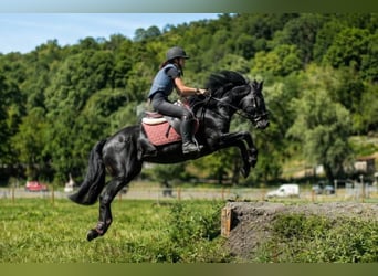 Kuc Merens, Ogier, 3 lat, 151 cm, Kara