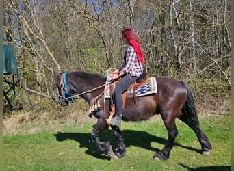 Kuc Merens Mix, Wałach, 4 lat, 155 cm, Kara