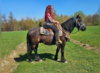 Kuc Merens Mix, Wałach, 4 lat, 155 cm, Kara