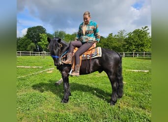 Kuc Merens, Wałach, 6 lat, 151 cm, Kara