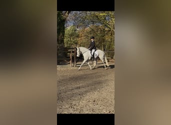 Kuc New Forest, Klacz, 10 lat, 144 cm, Siwa