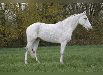 Kuc New Forest, Klacz, 10 lat, 144 cm, Siwa