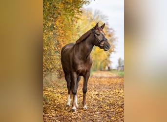 Kuc New Forest, Klacz, 10 lat, 152 cm, Ciemnokasztanowata