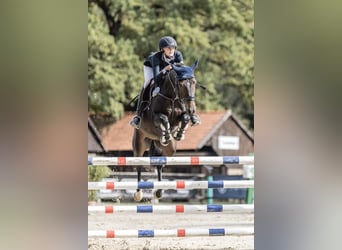 Kuc New Forest, Klacz, 12 lat, 144 cm