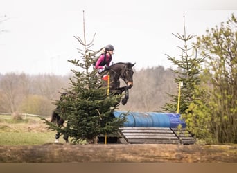 Kuc New Forest, Klacz, 12 lat, 144 cm