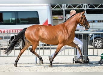 Kuc New Forest, Klacz, 13 lat, 146 cm, Gniada