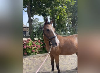 Kuc New Forest, Klacz, 14 lat, 146 cm, Gniada