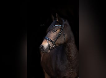 Kuc New Forest, Klacz, 15 lat, 142 cm, Ciemnogniada