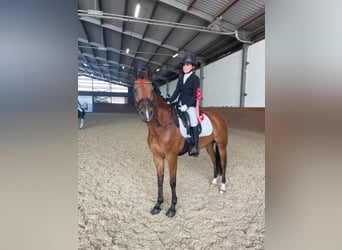 Kuc New Forest, Klacz, 15 lat, 146 cm, Gniada