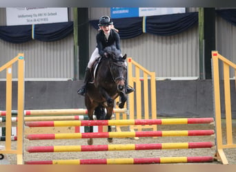 Kuc New Forest, Klacz, 16 lat, 133 cm, Gniada