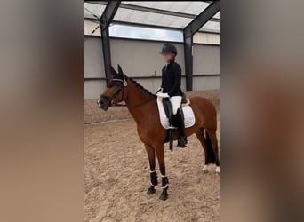 Kuc New Forest, Klacz, 16 lat, 148 cm, Gniada