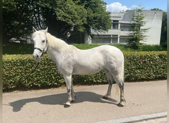 Kuc New Forest, Klacz, 18 lat, 139 cm, Siwa