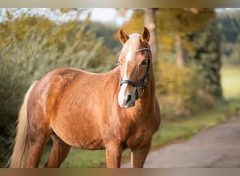 Kuc New Forest, Klacz, 18 lat, 148 cm, Kasztanowata