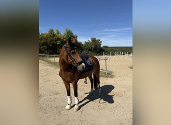Kuc New Forest, Klacz, 19 lat, 148 cm, Gniada