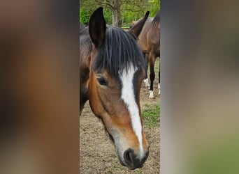 Kuc New Forest, Klacz, 2 lat, Gniada