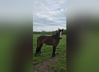 Kuc New Forest, Klacz, 2 lat, Gniada