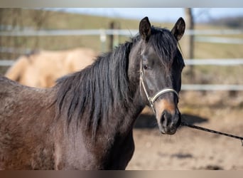 Kuc New Forest, Klacz, 3 lat, 141 cm, Jelenia