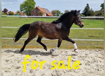 Kuc New Forest, Klacz, 3 lat, 142 cm, Gniada
