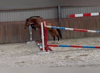 Kuc New Forest, Klacz, 3 lat, 146 cm, Gniada